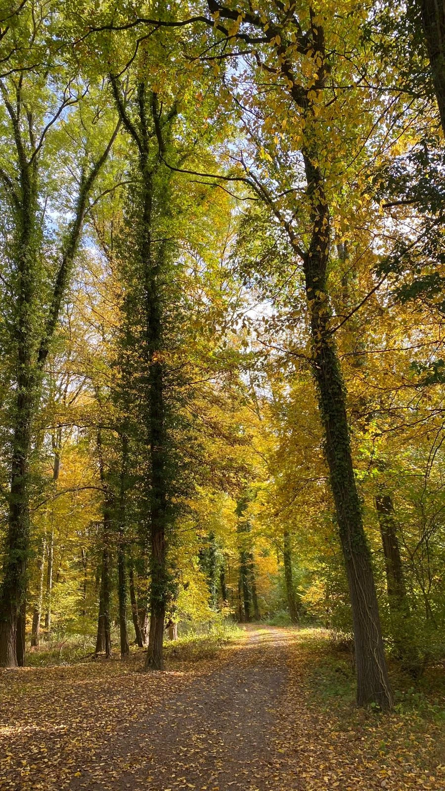 Waldweg